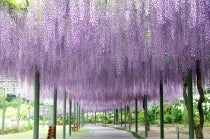 【高浜・刈谷・知立発】*日帰り昼食付*『浜松 多肉植物寄せ植え体験&浜名湖花フェスタ2026』2